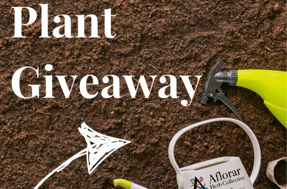 Aflorar Herb Collective estará regalando plantitas listas para sembrar en dos fechas especiales