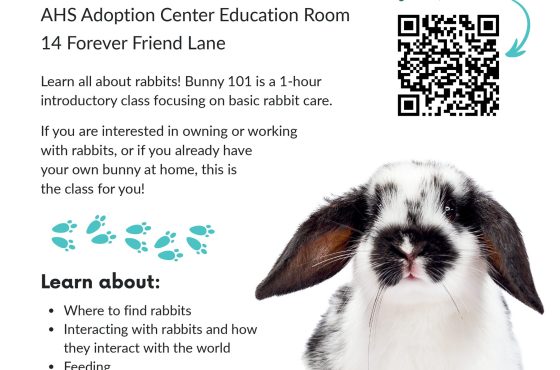 Asheville Humane Society está ofreciendo un curso gratuito llamado “Bunny 101”, donde te enseñarán todo lo básico sobre el cuidado de estos tiernos animalitos.