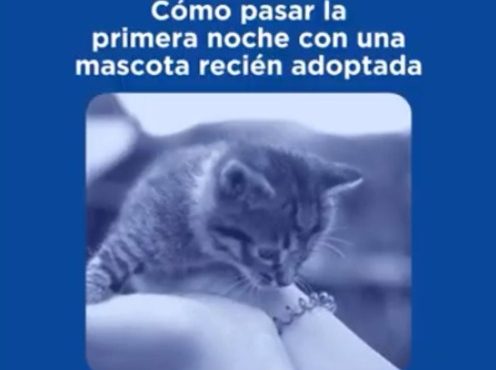 Primera noche con una mascota recién adoptada